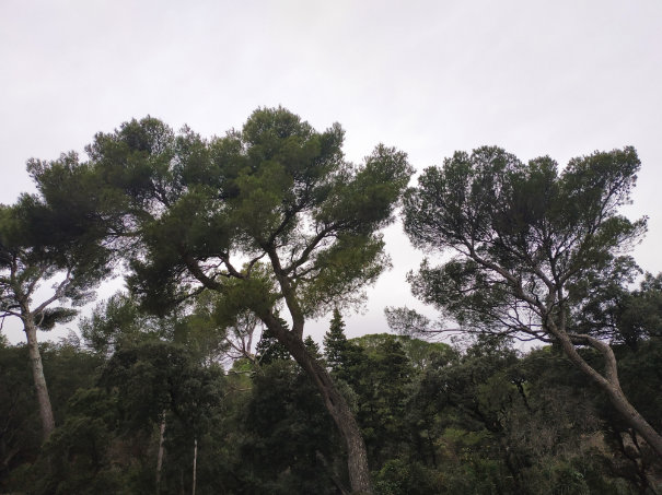 ‘Lapin à la Moutarde’ research: some bend trees