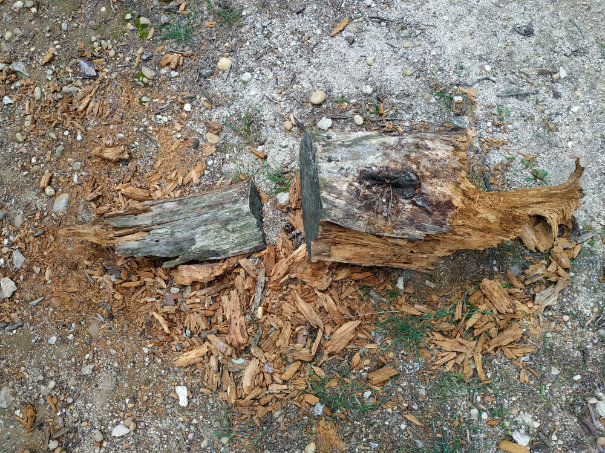 ‘Lapin à la Moutarde’ research: a chopped off piece of wood
